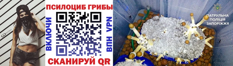 как найти   Комсомольск  Галлюциногенные грибы Cubensis 